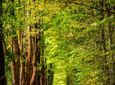 pathway between green trees