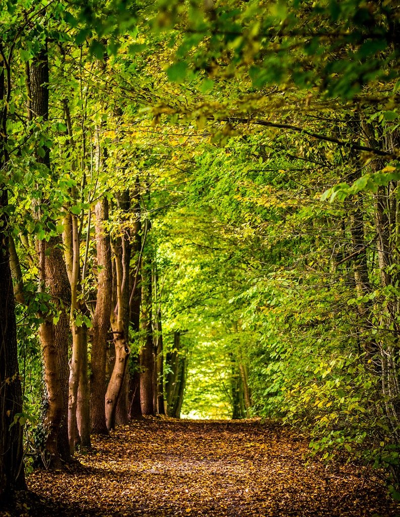 pathway between green trees