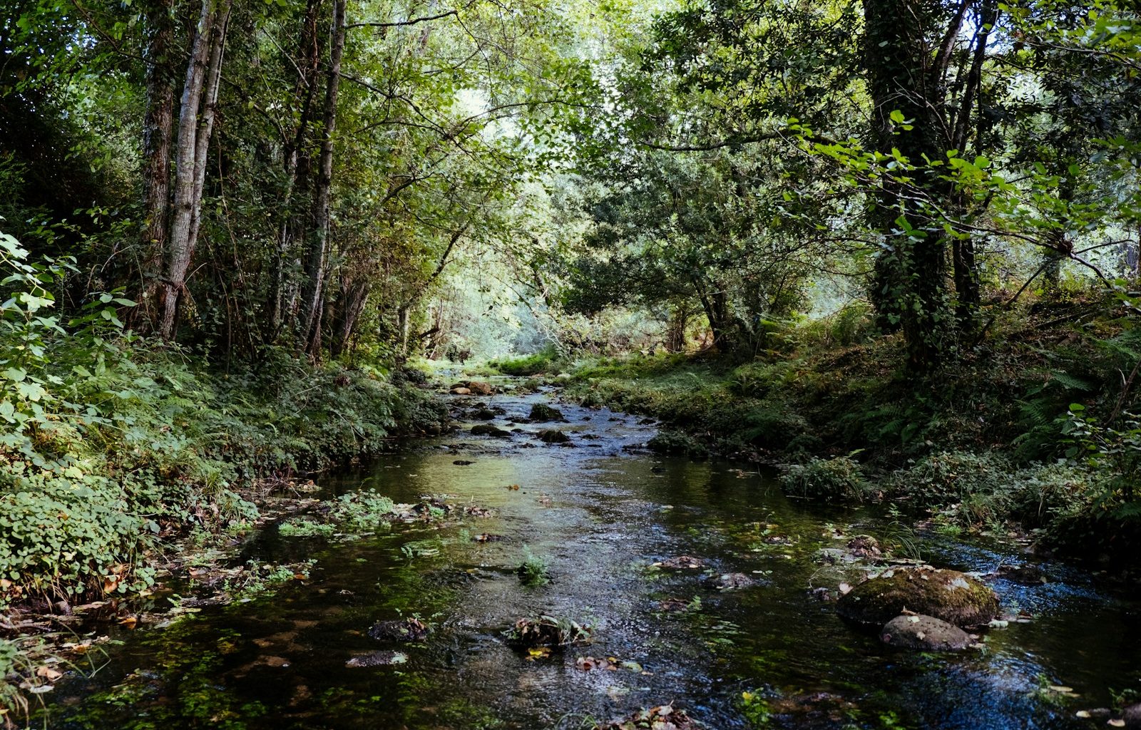 green trees beside body of water