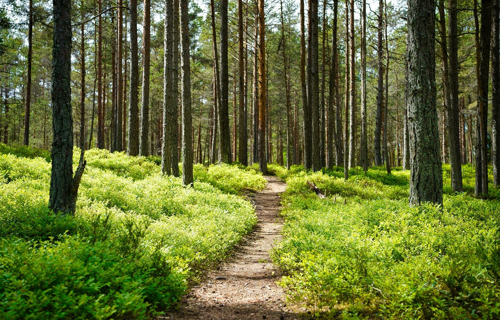 brown dirt road between green grass and trees during daytime