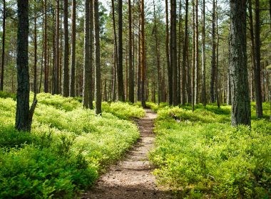 brown dirt road between green grass and trees during daytime