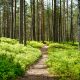 brown dirt road between green grass and trees during daytime