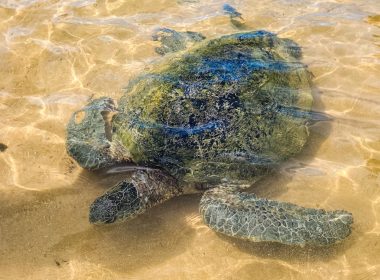 A sea turtle swims in shallow, clear water.
