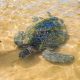 A sea turtle swims in shallow, clear water.
