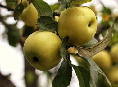 green apple fruit on tree branch