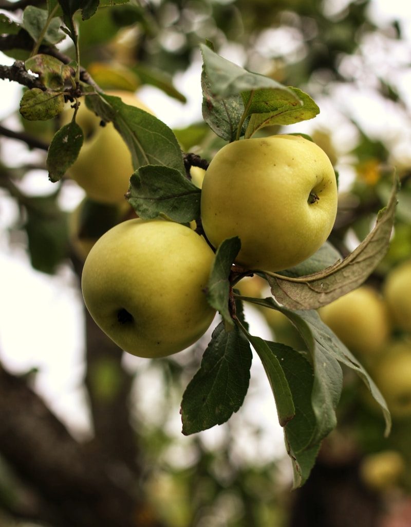 green apple fruit on tree branch