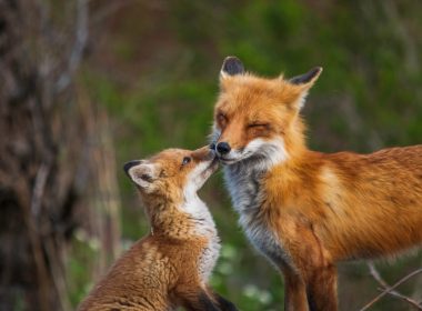 brown fox in tilt shift lens