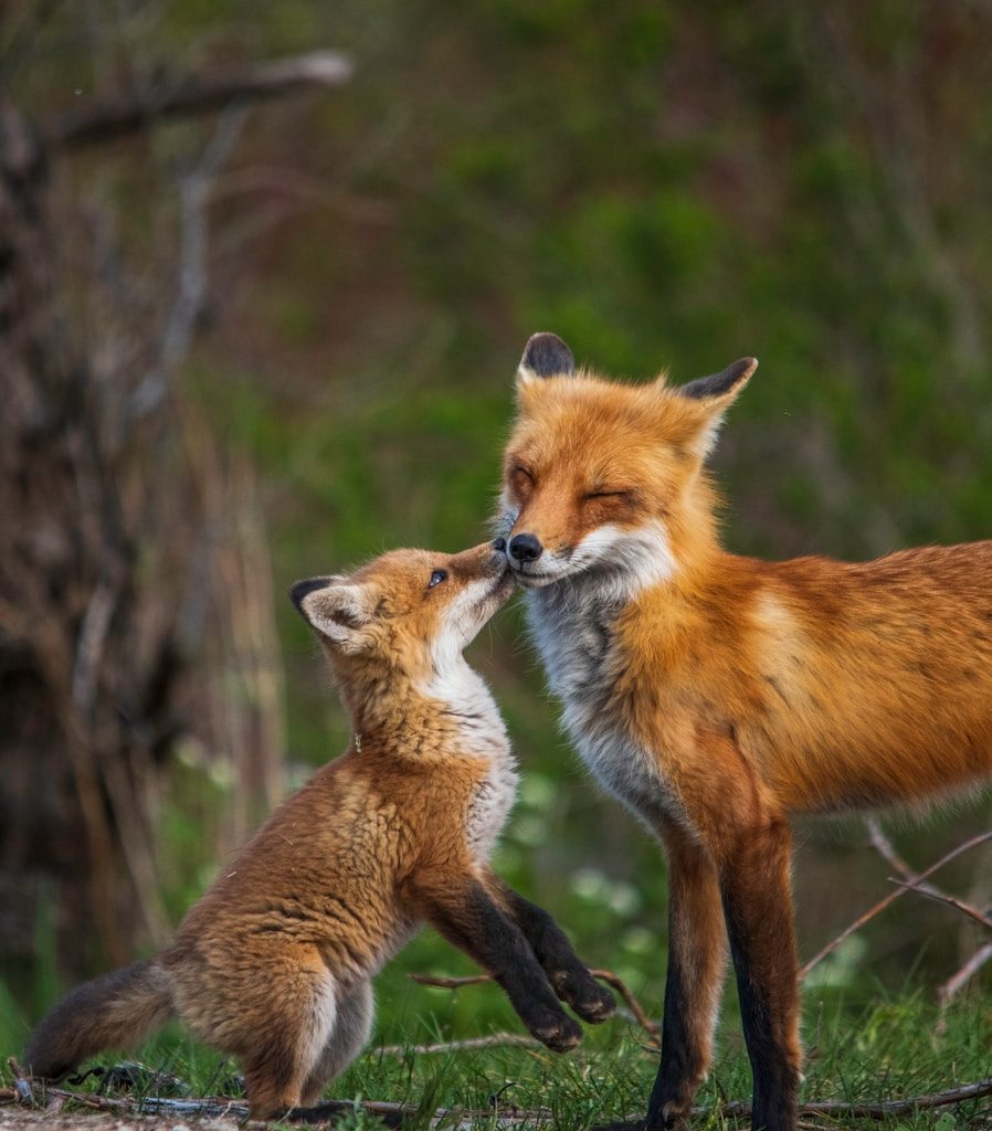 brown fox in tilt shift lens