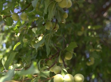 a bunch of fruit hanging from a tree