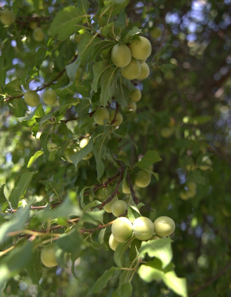 a bunch of fruit hanging from a tree