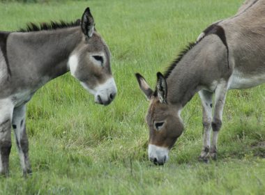 brown and white horse eating grass on green grass field during daytime