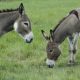brown and white horse eating grass on green grass field during daytime