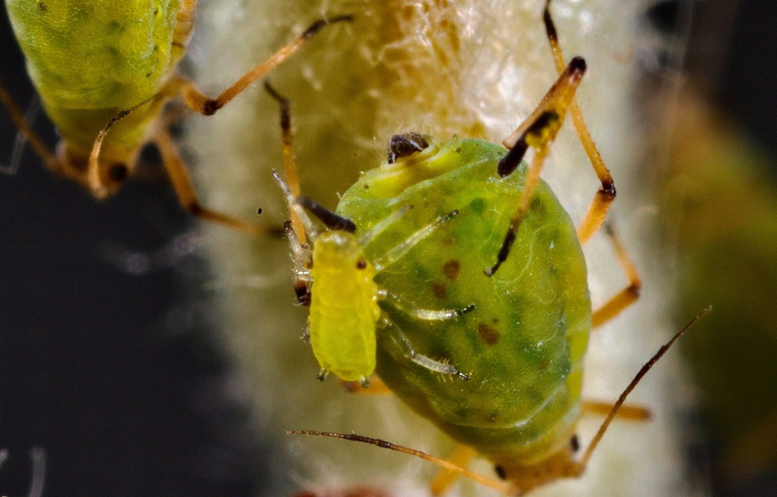 a couple of green bugs sitting on top of a plant