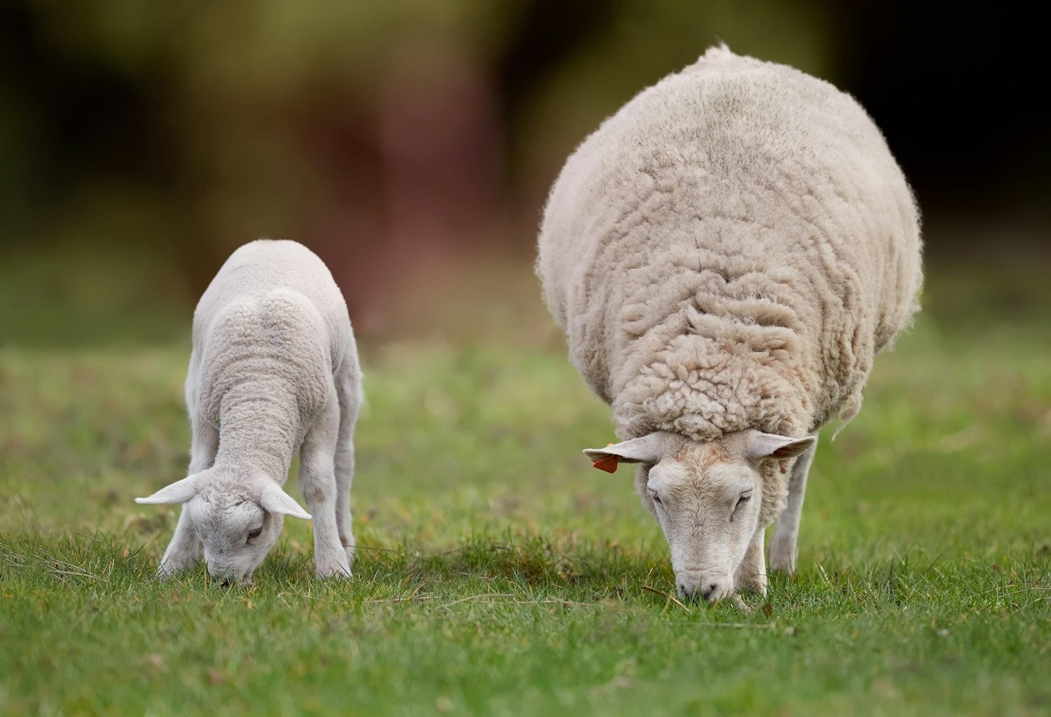 A sheep and a lamb grazing in a grassy field.