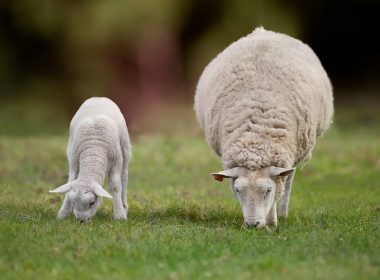 A sheep and a lamb grazing in a grassy field.