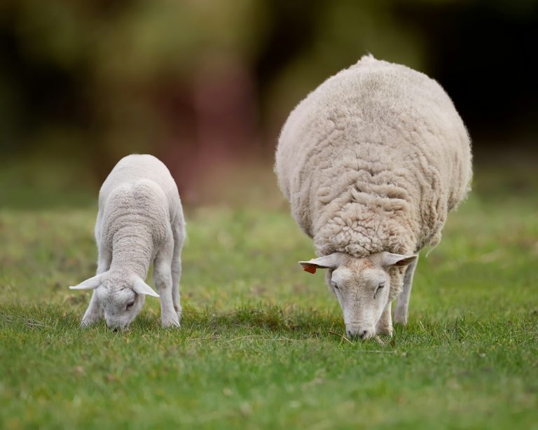A sheep and a lamb grazing in a grassy field.