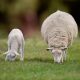 A sheep and a lamb grazing in a grassy field.