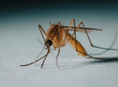 a close up of a mosquito on a white surface