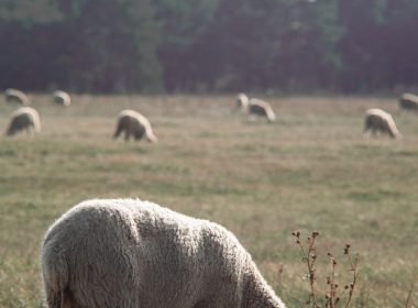 white sheep on green grass field during daytime