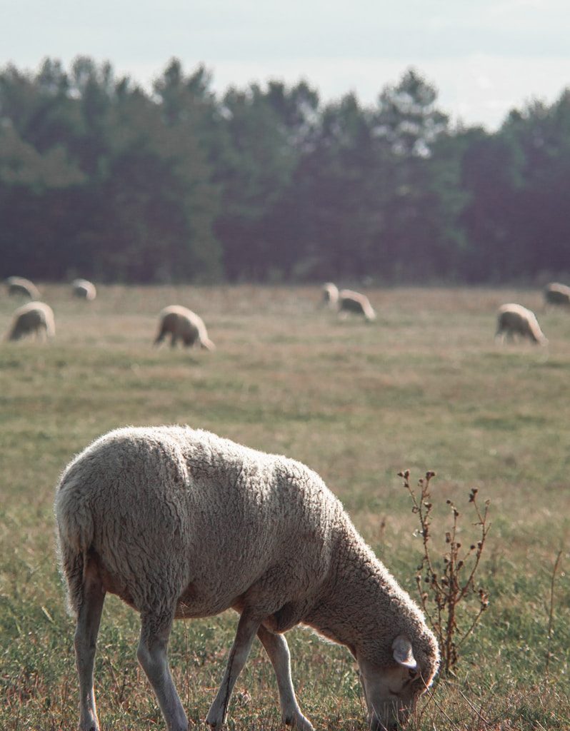 white sheep on green grass field during daytime