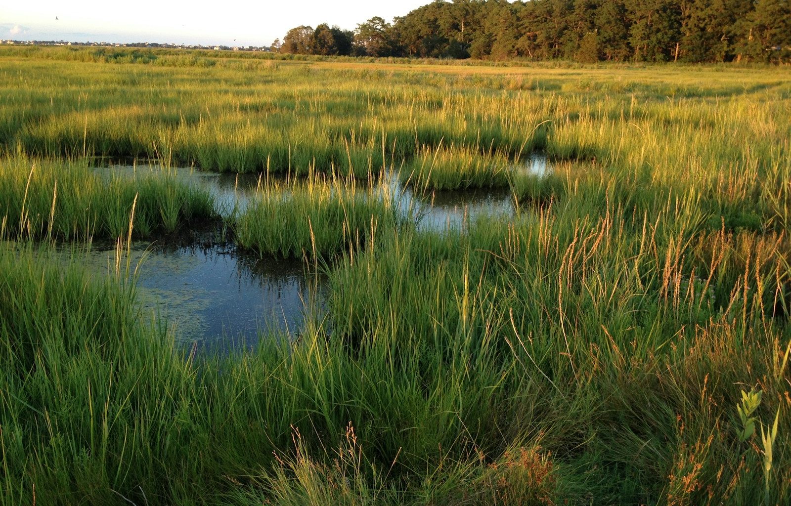 a field of tall grass and water surrounded by trees