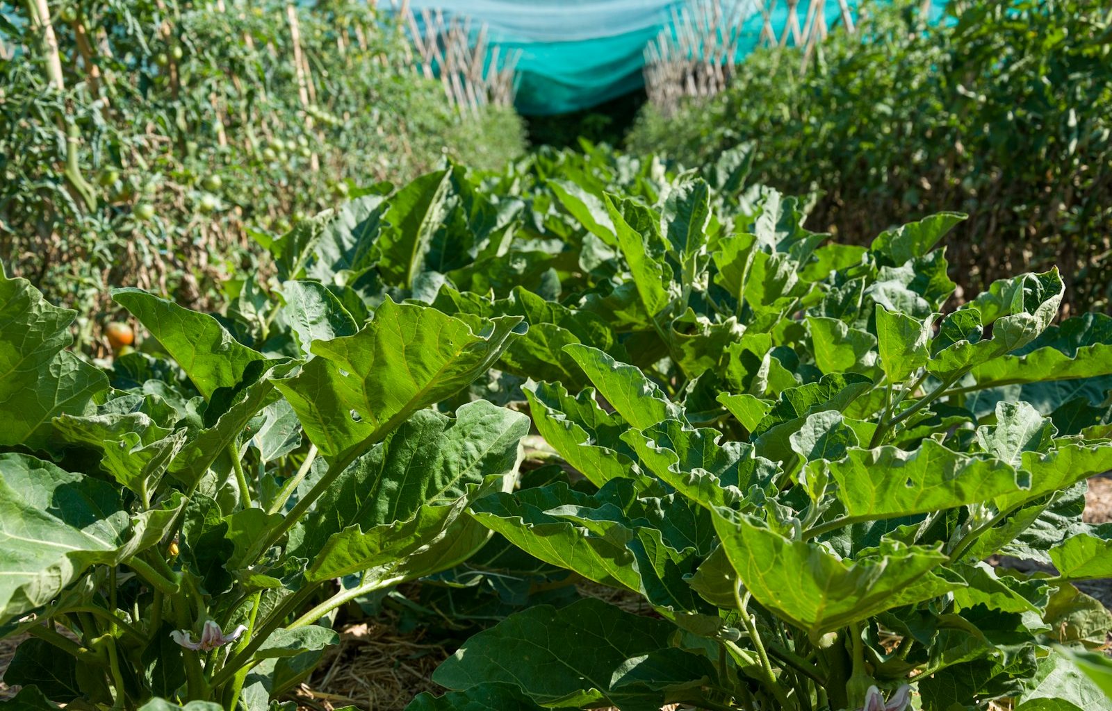 a field of green plants with a blue object in the background