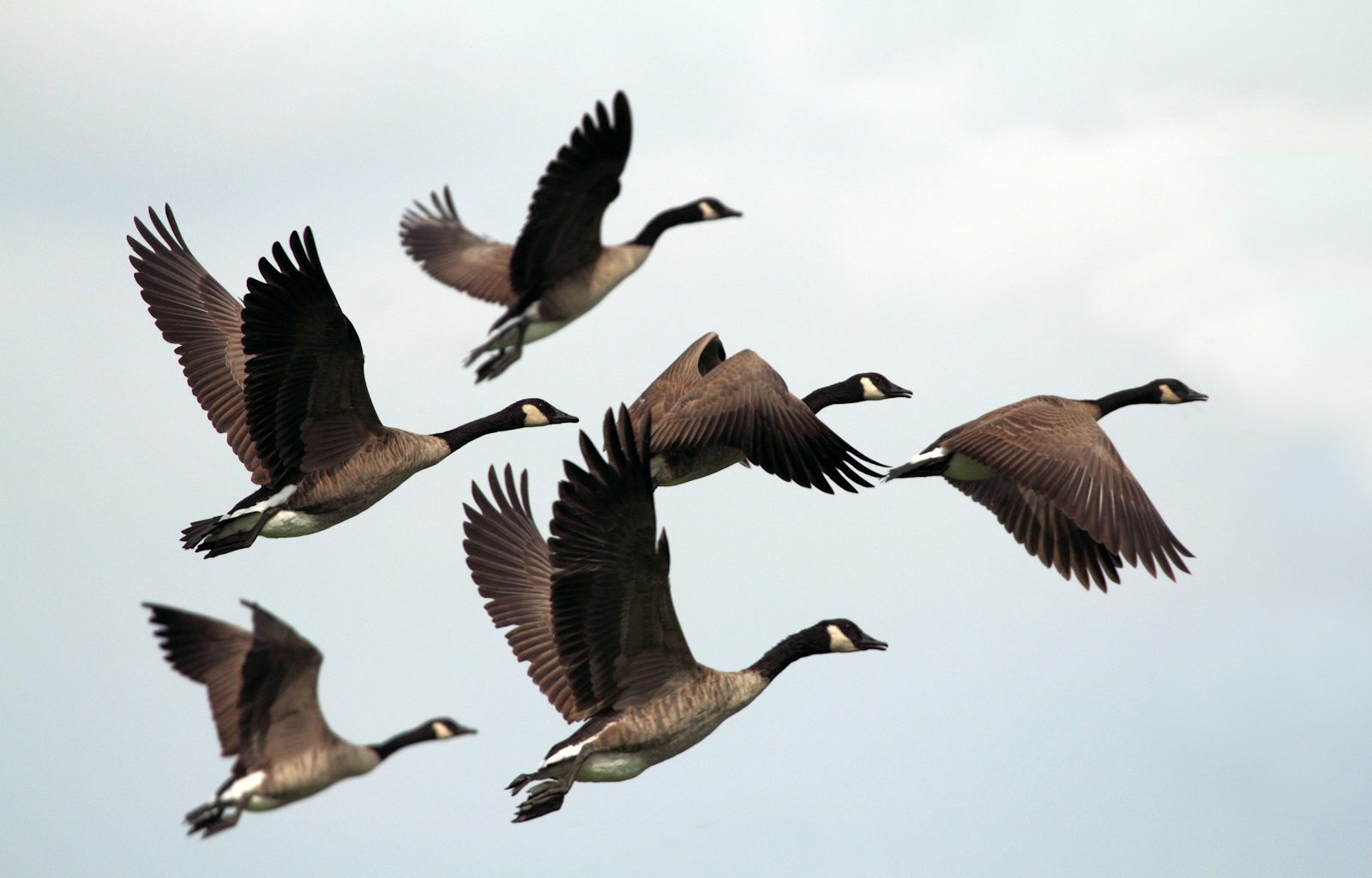 gray-and-black mallard ducks flying during day time