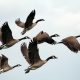 gray-and-black mallard ducks flying during day time