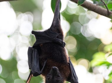 a couple of bats from a tree
