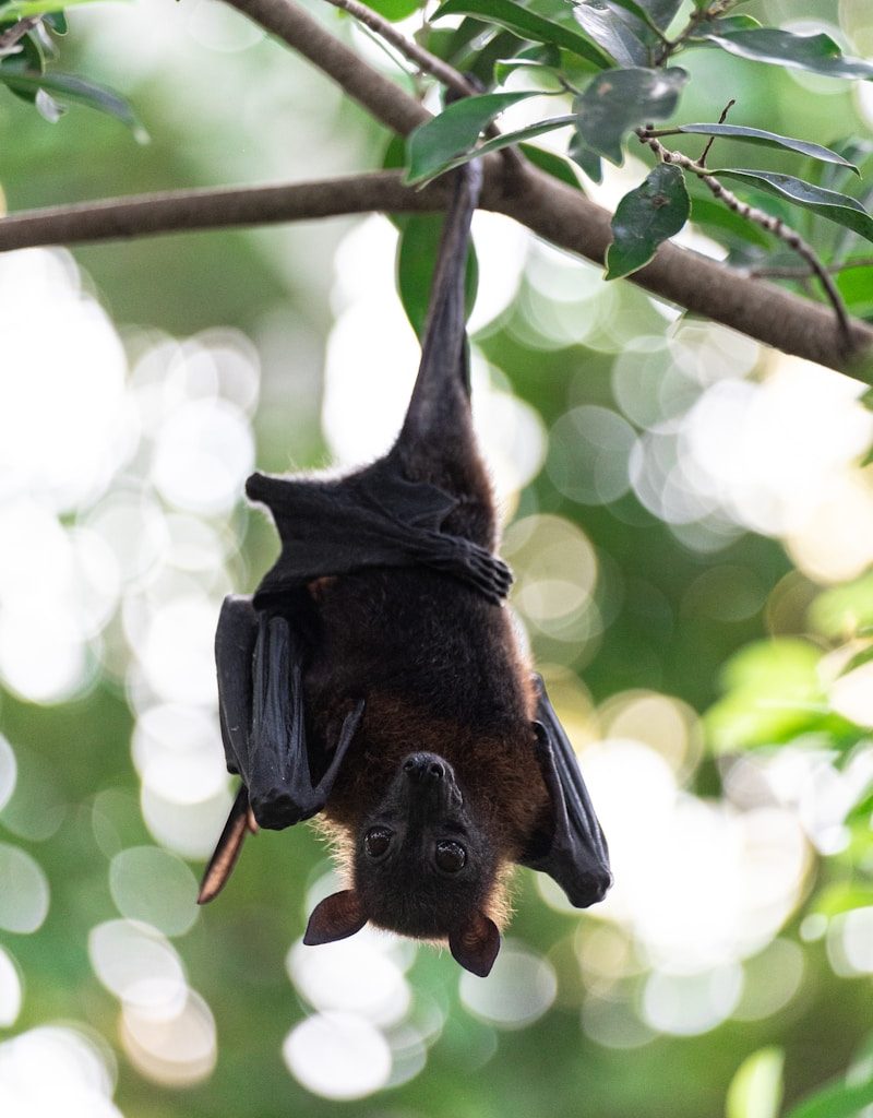 a couple of bats from a tree