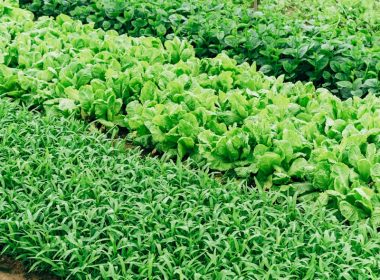 green leaf vegetable