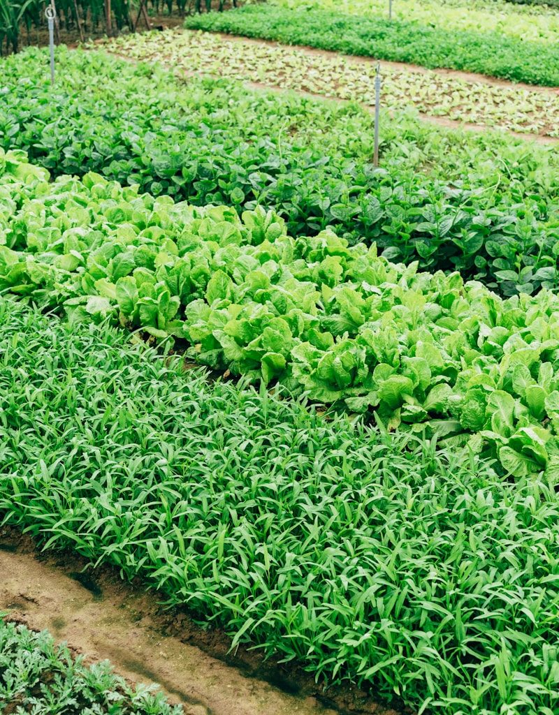 green leaf vegetable