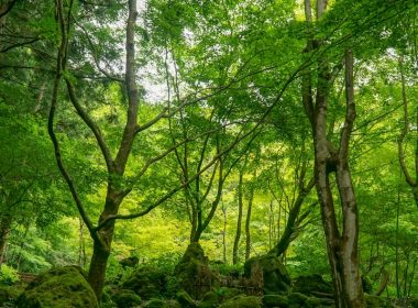 green trees on brown soil