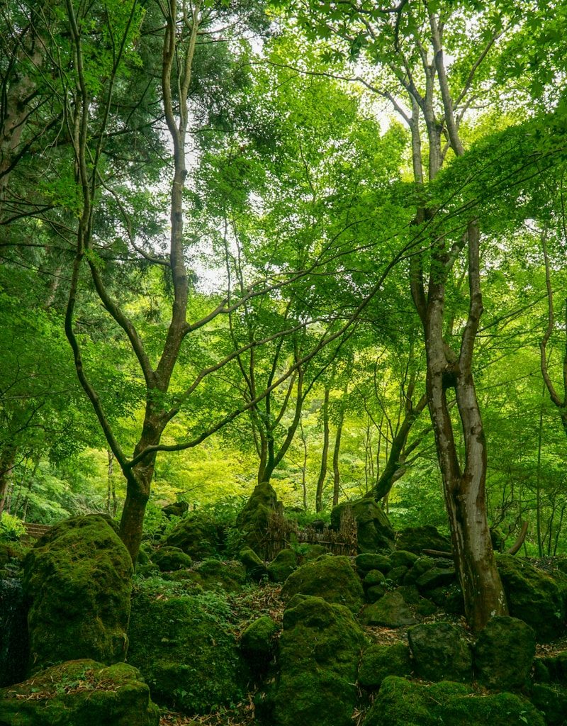 green trees on brown soil