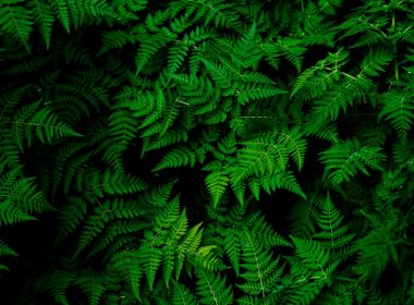 photo of green fern plant