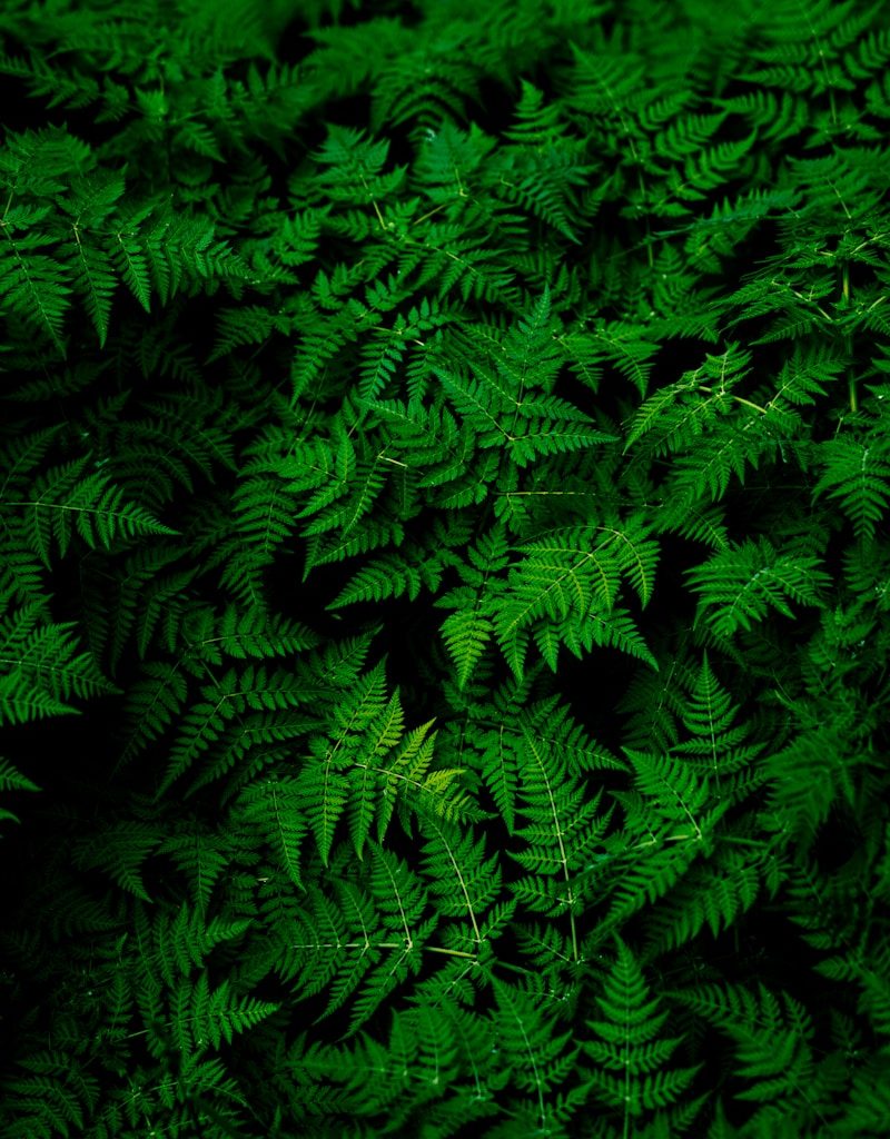 photo of green fern plant