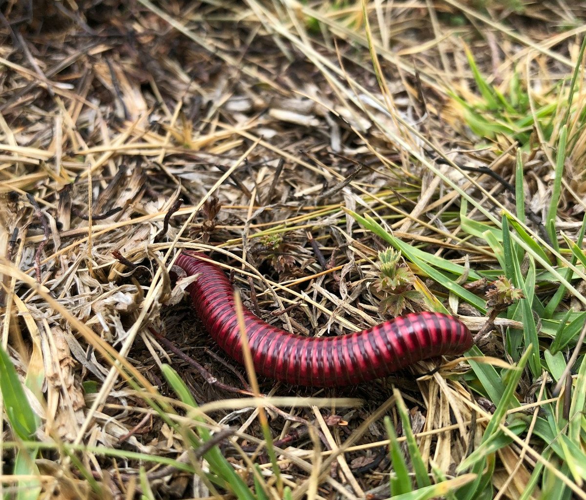 red and black millipede on brown grass