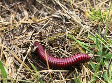 red and black millipede on brown grass