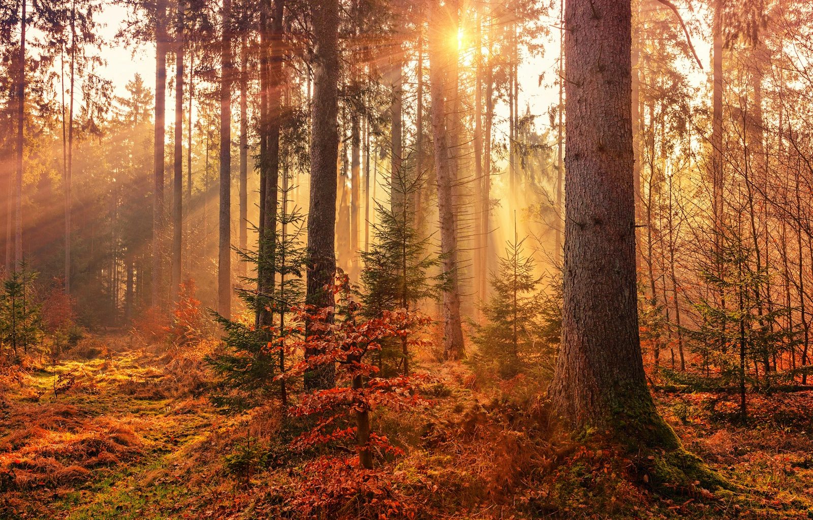 forest heat by sunbeam
