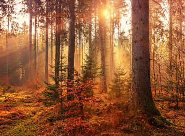 forest heat by sunbeam