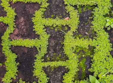 a close up of a plant growing on a brick walkway