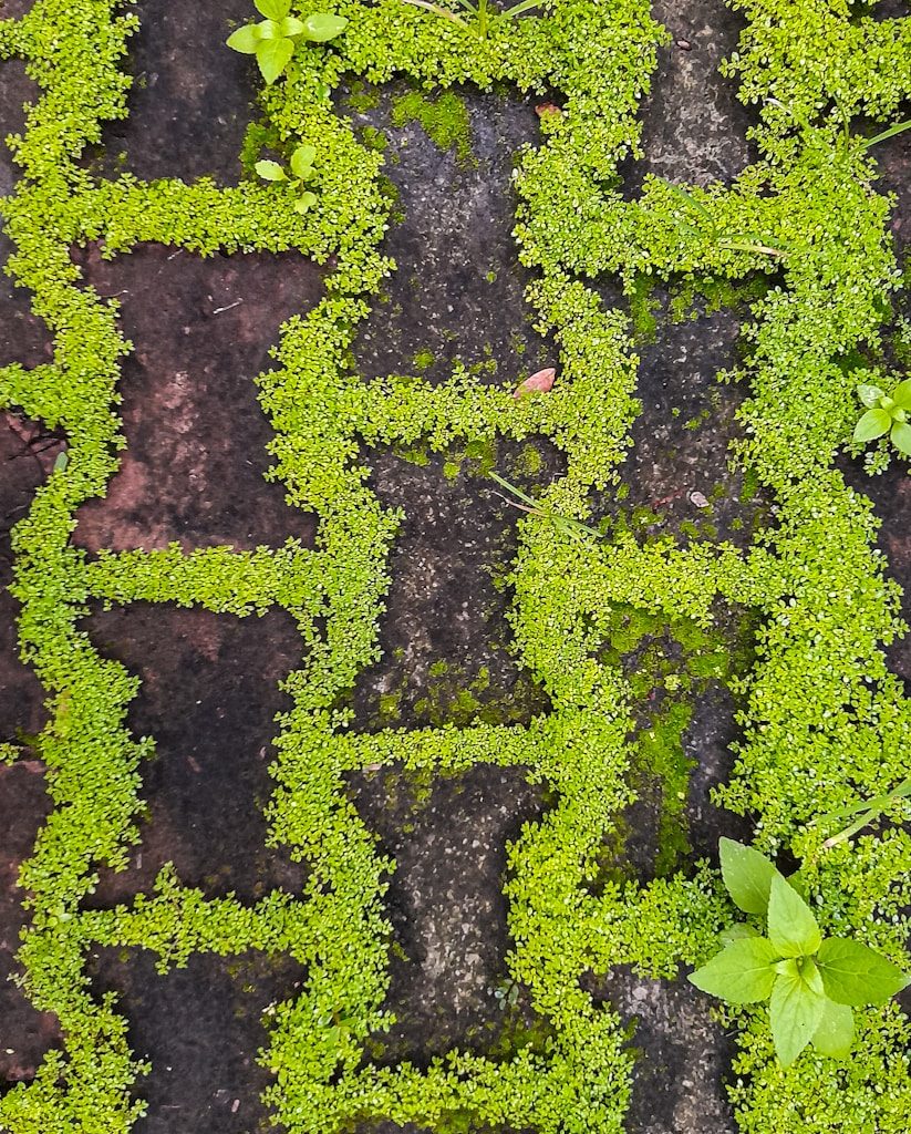 a close up of a plant growing on a brick walkway