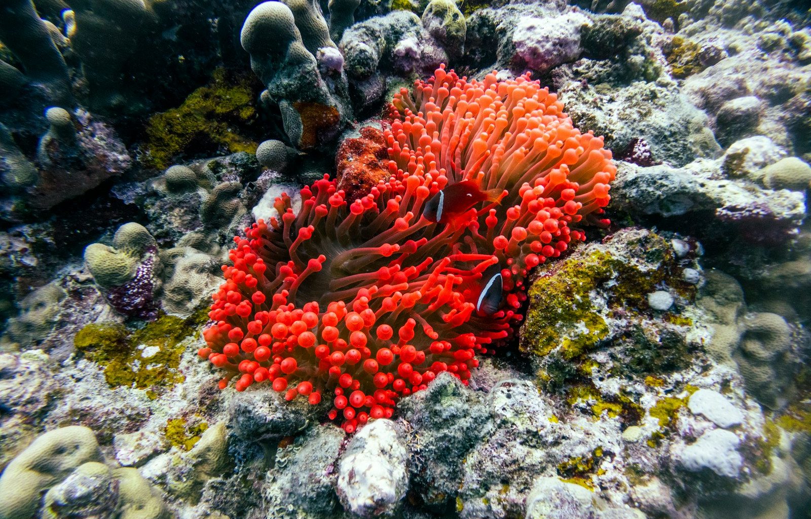 A red sea anemone on a coral reef