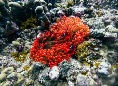 A red sea anemone on a coral reef