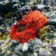 A red sea anemone on a coral reef