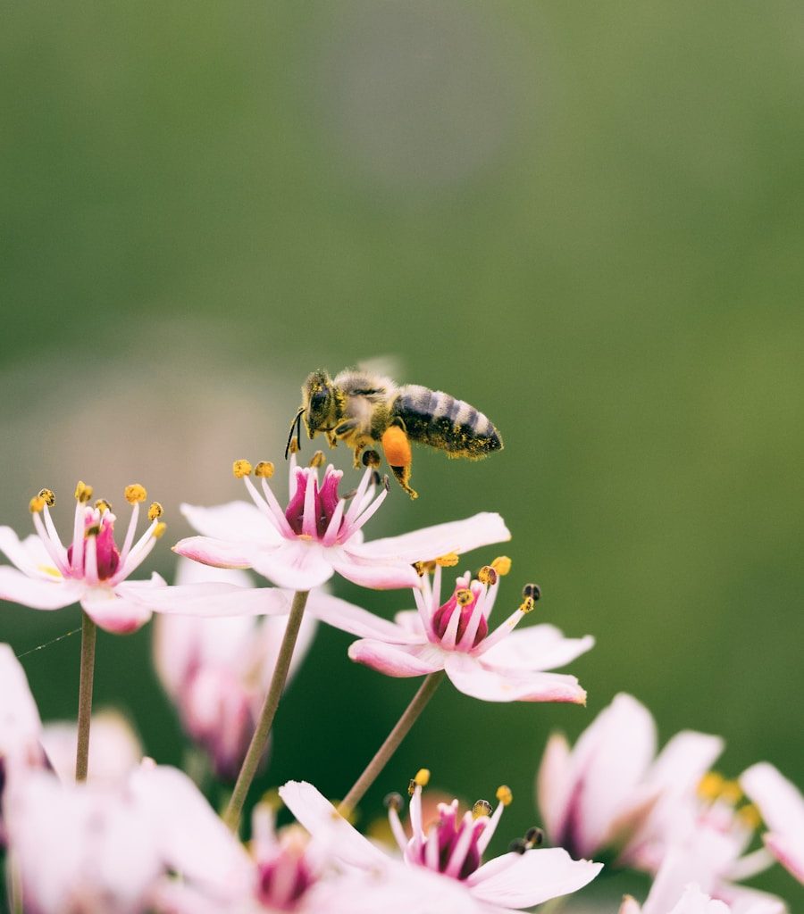 shallow focus photography of bee on flower