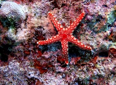 red and white starfish on coral reef