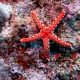 red and white starfish on coral reef