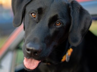 black labrador retriever puppy in close up photography