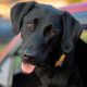 black labrador retriever puppy in close up photography